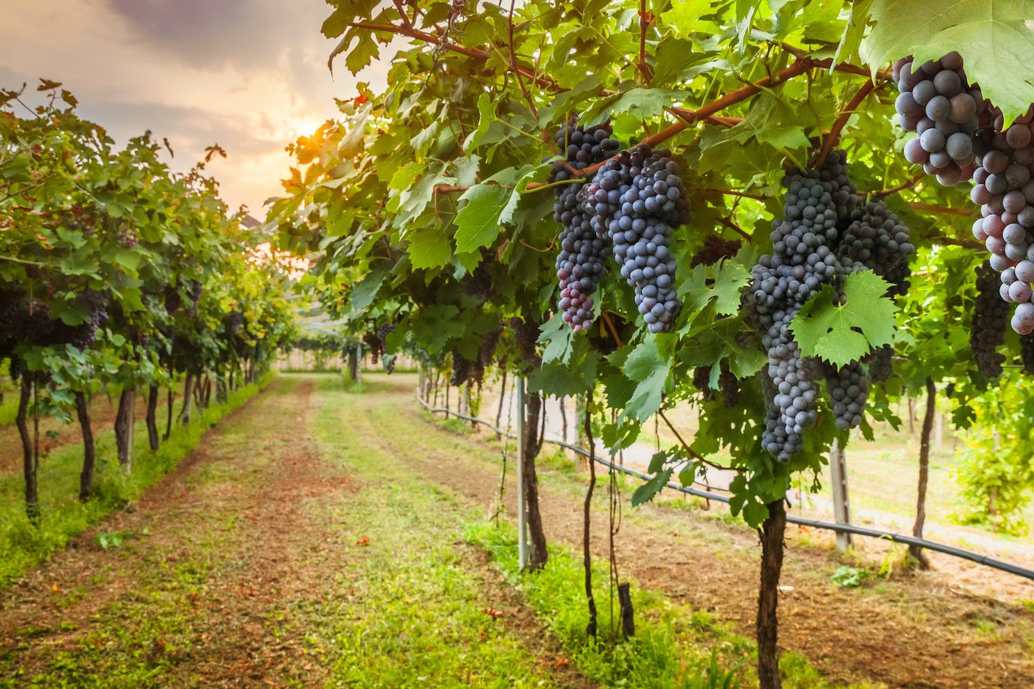 owner resources banner image of a vineyard